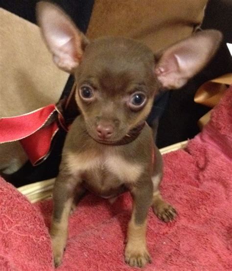 PUPPY APPLICATION Please copy and paste your application to email lasvegastinyyahoo. . Chihuahua near me
